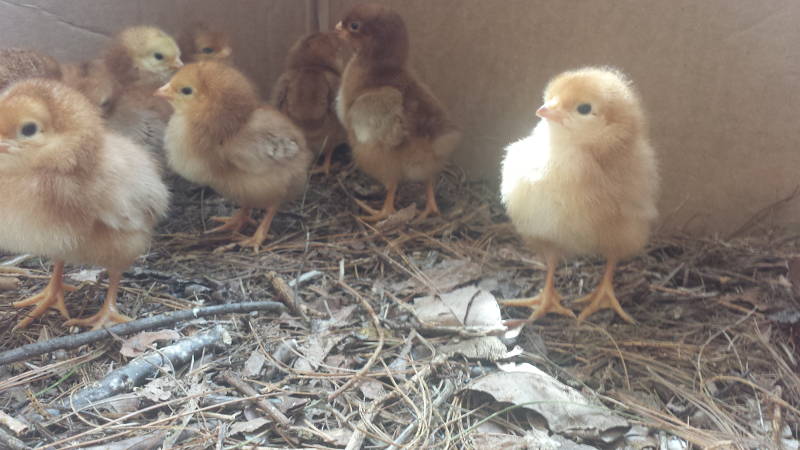 Baby chickens in a box