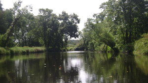 Summery green, humid pond.