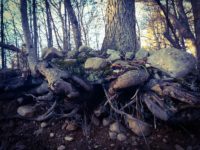 Trees roots sticking out of a small, rocky ledge.