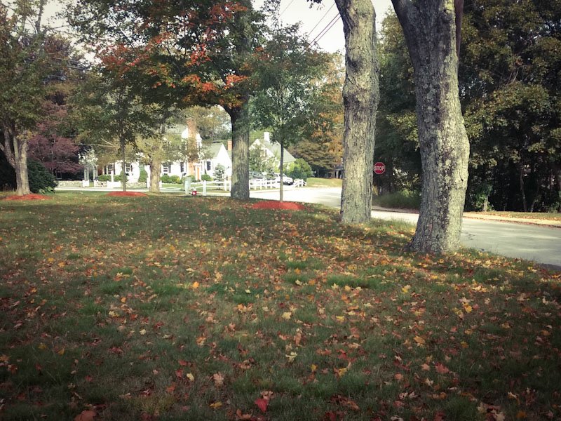 A park by the road with trees.